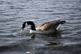 goose in sea water