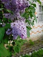 Violet lilac flowers near the wall