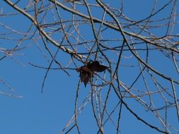 butterfly on the bare branches of a tree