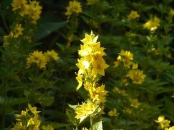 thickets of plants with yellow oblong flowering