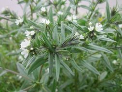 wonderful arvensis gromwell