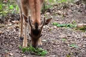 Roe deer in the forest in wildlife