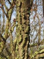 Ulmus minor tree