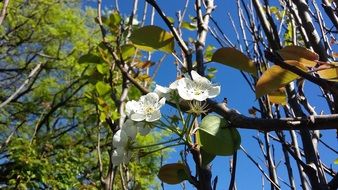 pear flowers at sky
