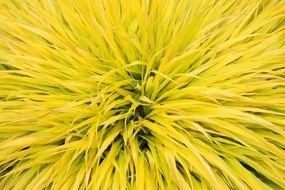 bright thick green grass