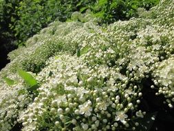 shrubs with white flowers