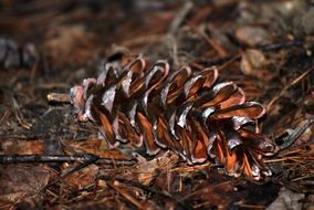 brown pine cone in dry foliage close-up