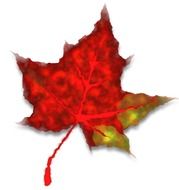 maple autumn leaf drawing