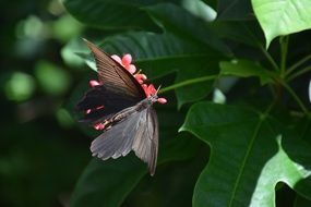 beautiful black butterfly on the flower