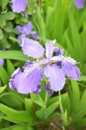 Blue and purple iris flower blossom