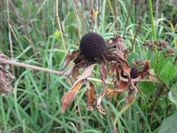 dry echinacea flower