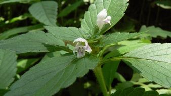 nettle bloom in summer