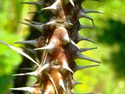 Picture of the thorns on a plant