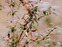 bush with green leaves in nature