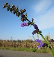 blooming salvia pratensis plant