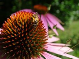 eastern purple coneflower with a bee