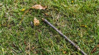 twig on grass