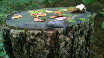 snail log