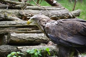 adler forest eco park g C3 BCstrow