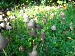 Mushroom glade close-up