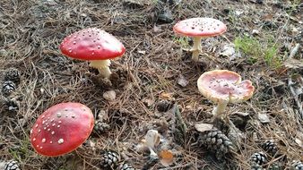 four spotted amanitas