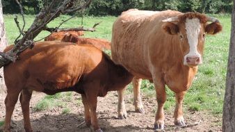 cattle on the pasture