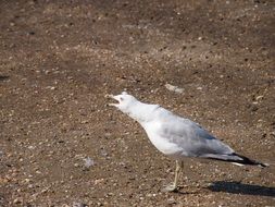 Seagull on the beach on the coast