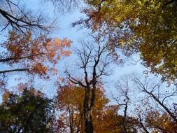 autumn forest on a clear sunny day