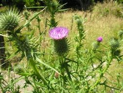 Beautiful blooming purple thistle flowers