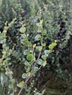 betula nana tree plant close-up on blurred background