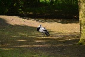 Exotic bird on ground in the shadow