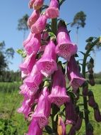 digitalis purpurea close-up