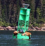 sea lions on a green buoy