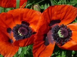 blooming red poppies with pollen