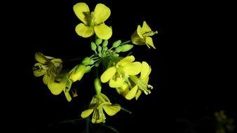 yellow flowers on black background