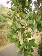 acorn cork oak tree