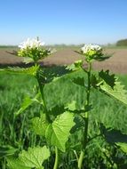 Picture of alliaria petiolata plants