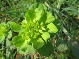 sun spurge euphorbia helioscopia