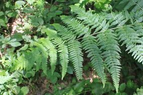 green leaf of a fern in the forest