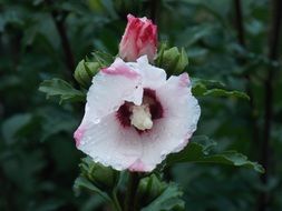 summer plant