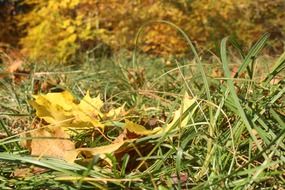 forest leaves on the floor