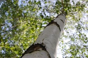 Beautiful black and white birch tree with green leaves in sunlight