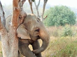 tired elephant