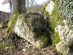 large stones in green moss in the forest