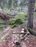Nature in a forest