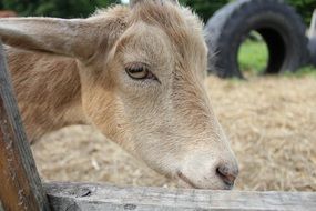 Muzzle of a goat close up