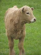 calf on green grass