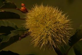 plant spur prickly