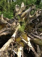 dry tree root in the forest