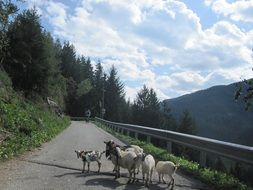 a herd of goats on a mountain path